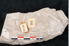 Foto (Detailansicht) von Dictyopteris brongniarti Gutb. (NHMW-GEO-2024-0188-10783)